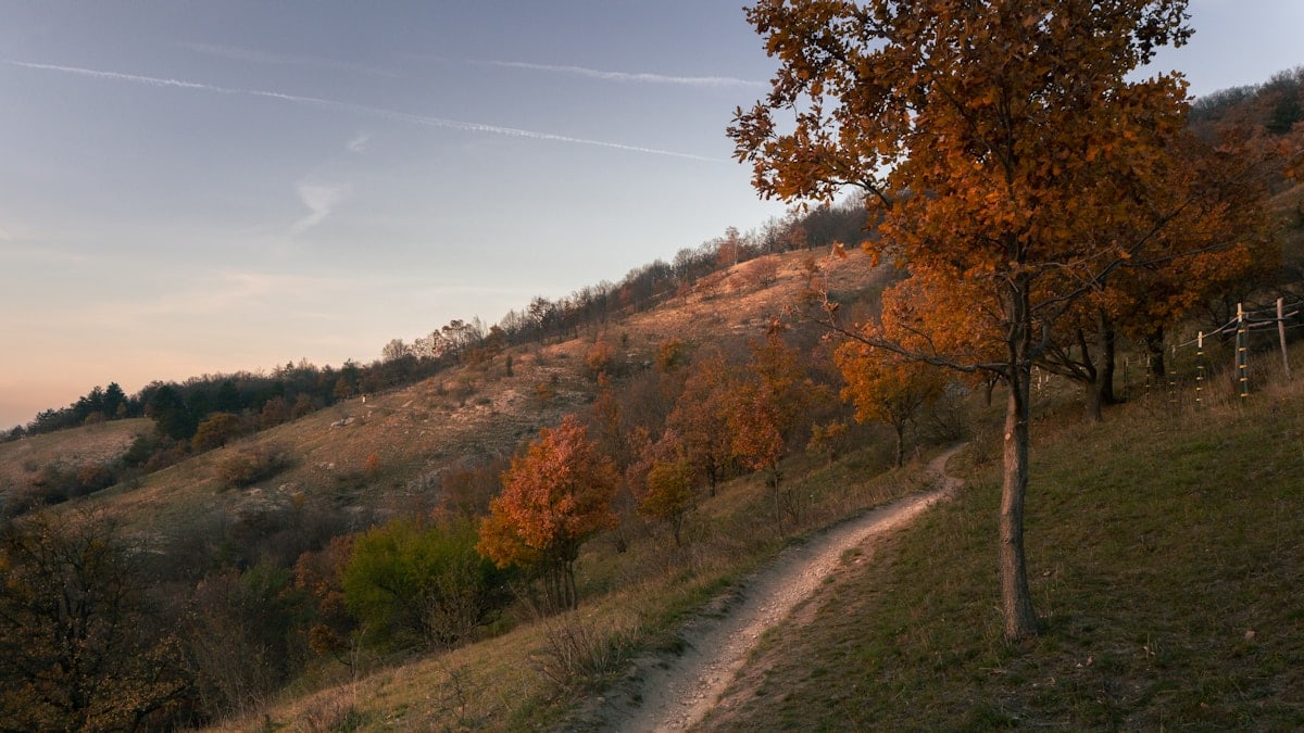 a dirt path going up a hill with a tree in the foreground